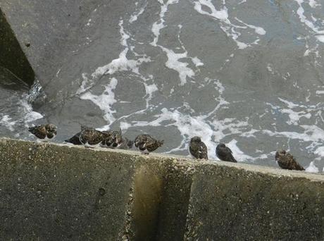 Correlimos oscuros y vuelvepiedras en Luanco