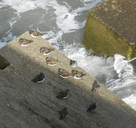 Correlimos oscuros y vuelvepiedras en Luanco