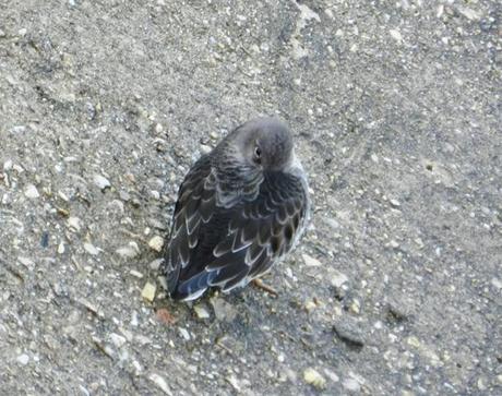 Correlimos oscuros y vuelvepiedras en Luanco