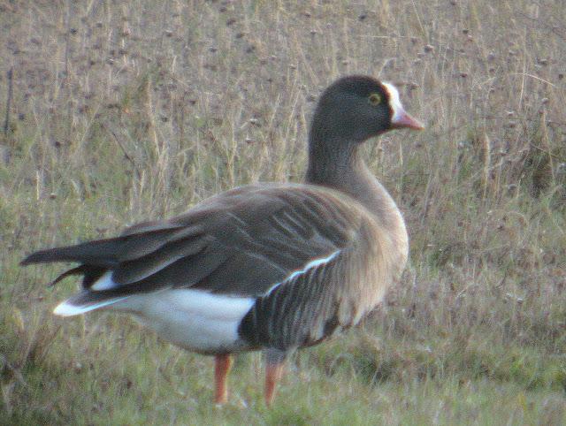 ANSAR CARETO CHICO EN EL PANTANO DEL EBRO