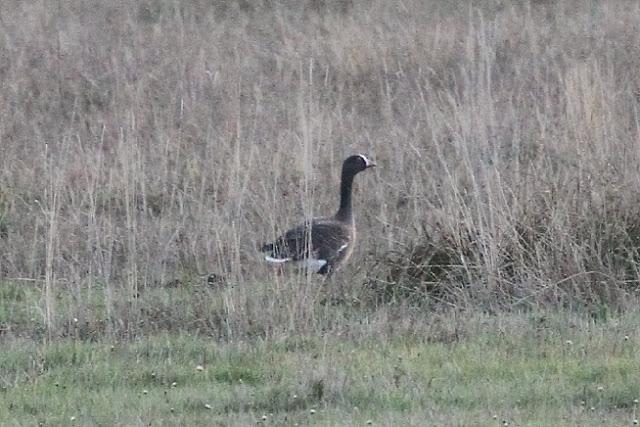 ANSAR CARETO CHICO EN EL PANTANO DEL EBRO
