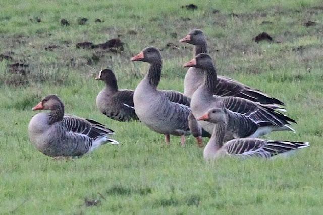 ANSAR CARETO CHICO EN EL PANTANO DEL EBRO