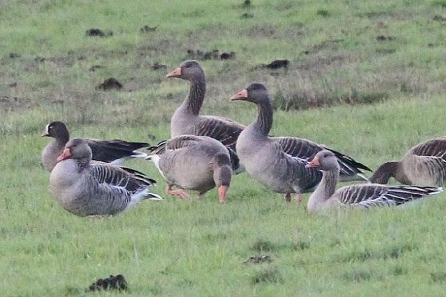 ANSAR CARETO CHICO EN EL PANTANO DEL EBRO