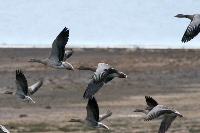 ANSAR CARETO CHICO EN EL PANTANO DEL EBRO