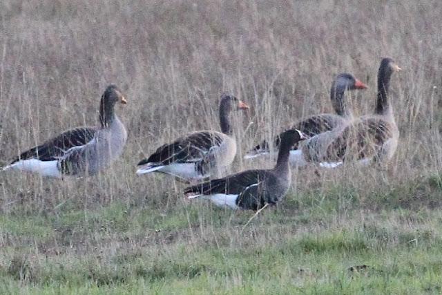 ANSAR CARETO CHICO EN EL PANTANO DEL EBRO