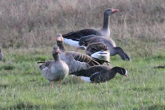 ANSAR CARETO CHICO EN EL PANTANO DEL EBRO