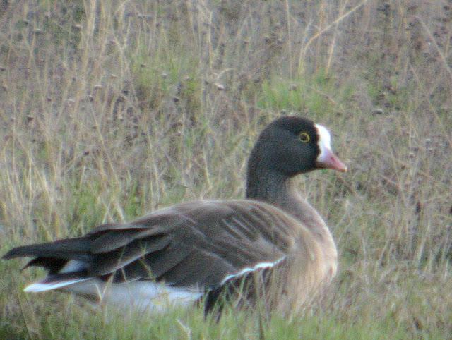 ANSAR CARETO CHICO EN EL PANTANO DEL EBRO