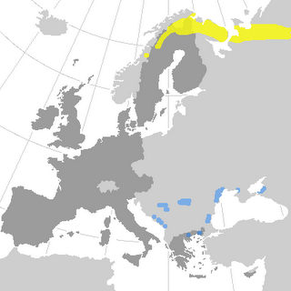 ANSAR CARETO CHICO EN EL PANTANO DEL EBRO