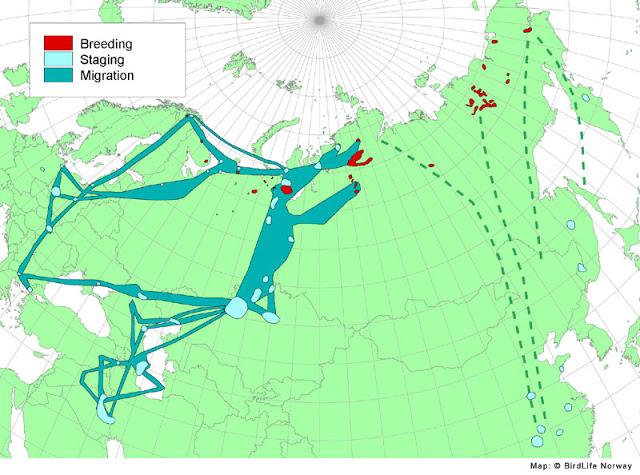 ANSAR CARETO CHICO EN EL PANTANO DEL EBRO