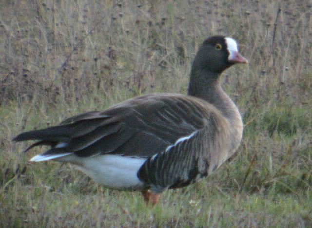 ANSAR CARETO CHICO EN EL PANTANO DEL EBRO