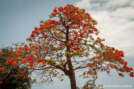 ¿Y si probamos en la calle? (Isla de Mozambique)
