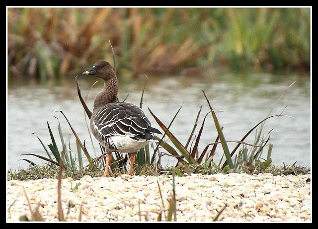 Clangula hyemalis-Anser fabalis-Cygnus cygnus(Pato Havelda-Ánsar campestre-Cisne cantor