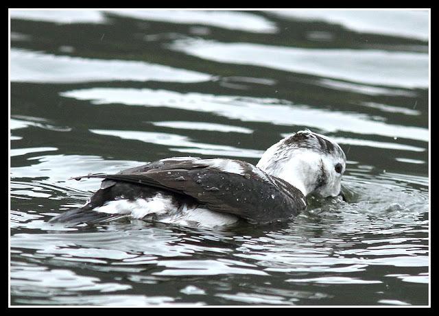 Clangula hyemalis-Anser fabalis-Cygnus cygnus(Pato Havelda-Ánsar campestre-Cisne cantor