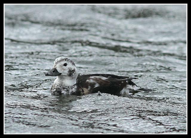 Clangula hyemalis-Anser fabalis-Cygnus cygnus(Pato Havelda-Ánsar campestre-Cisne cantor