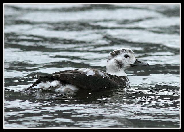Clangula hyemalis-Anser fabalis-Cygnus cygnus(Pato Havelda-Ánsar campestre-Cisne cantor