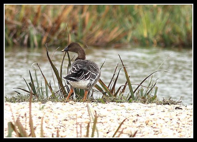 Clangula hyemalis-Anser fabalis-Cygnus cygnus(Pato Havelda-Ánsar campestre-Cisne cantor