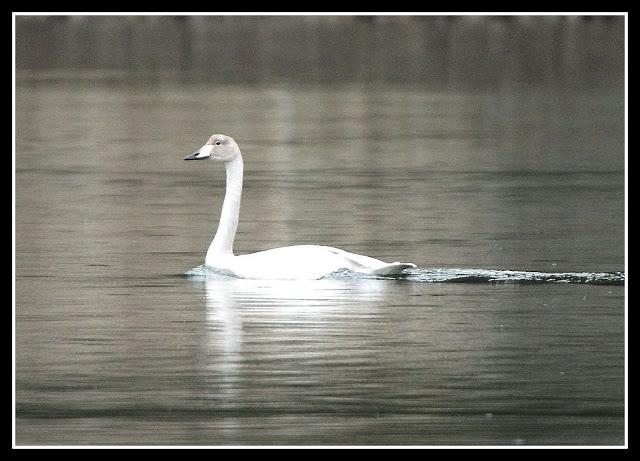 Clangula hyemalis-Anser fabalis-Cygnus cygnus(Pato Havelda-Ánsar campestre-Cisne cantor