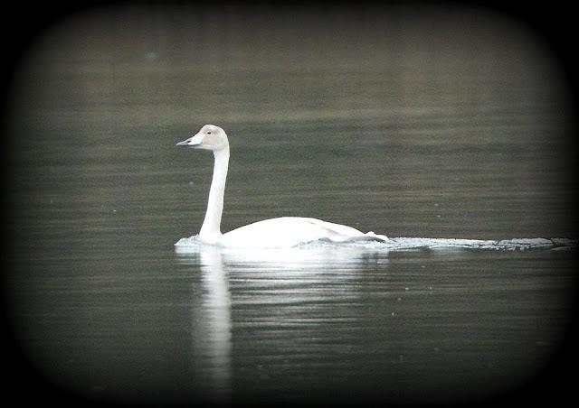 Clangula hyemalis-Anser fabalis-Cygnus cygnus(Pato Havelda-Ánsar campestre-Cisne cantor