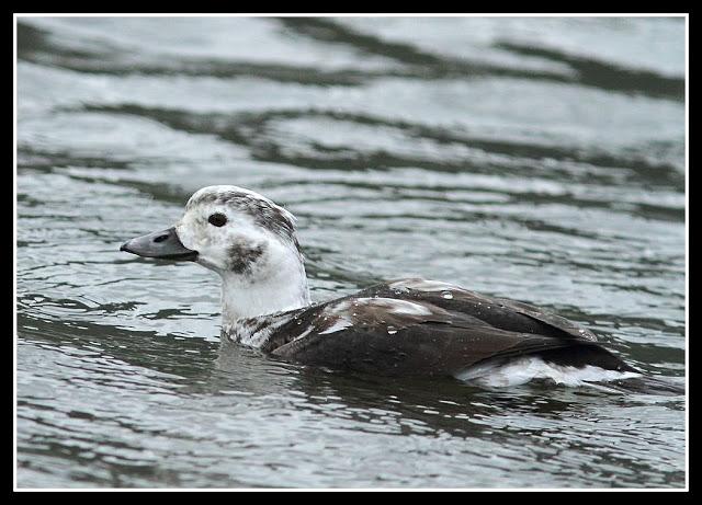 Clangula hyemalis-Anser fabalis-Cygnus cygnus(Pato Havelda-Ánsar campestre-Cisne cantor