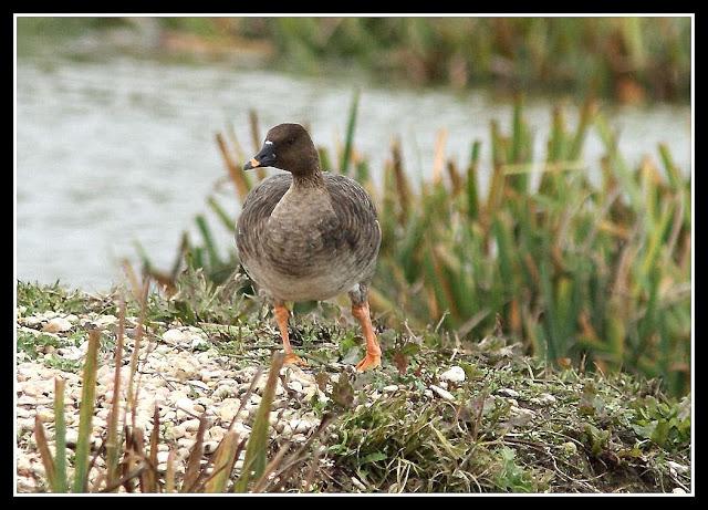 Clangula hyemalis-Anser fabalis-Cygnus cygnus(Pato Havelda-Ánsar campestre-Cisne cantor