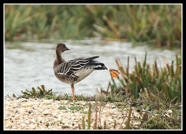Clangula hyemalis-Anser fabalis-Cygnus cygnus(Pato Havelda-Ánsar campestre-Cisne cantor