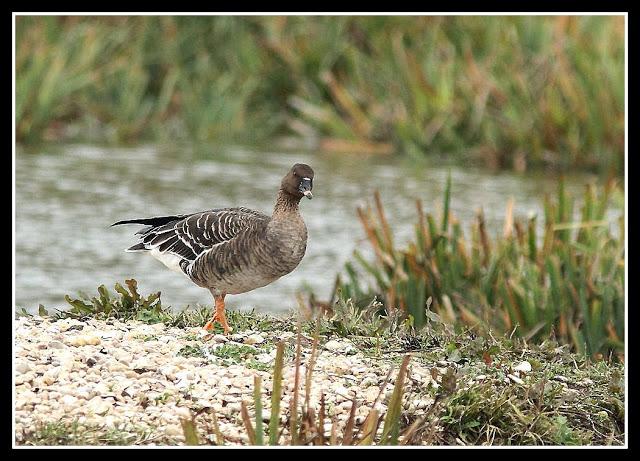 Clangula hyemalis-Anser fabalis-Cygnus cygnus(Pato Havelda-Ánsar campestre-Cisne cantor