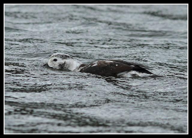 Clangula hyemalis-Anser fabalis-Cygnus cygnus(Pato Havelda-Ánsar campestre-Cisne cantor