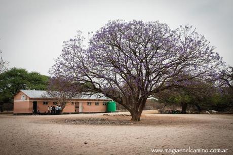 escuelayjacaranda copy No me canso y no me canso…