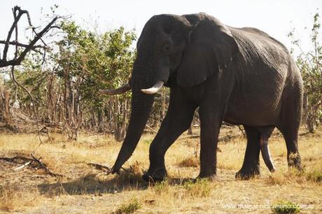Un niño de 42 años