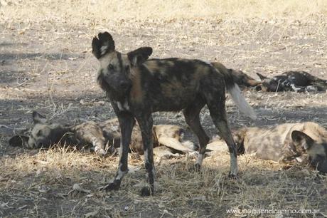 Un niño de 42 años