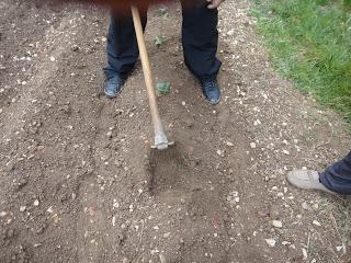 FLORES DE CALABACIN DEL HUERTO