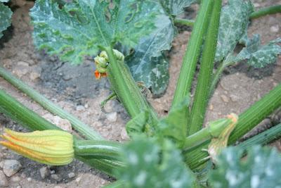 FLORES DE CALABACIN DEL HUERTO