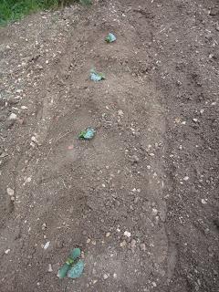 FLORES DE CALABACIN DEL HUERTO