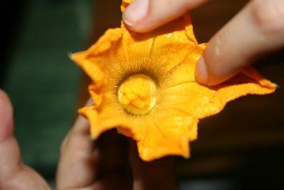 FLORES DE CALABACIN DEL HUERTO