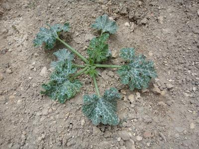 FLORES DE CALABACIN DEL HUERTO