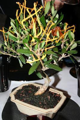 TAPAS&BLOGS; RESTAURANTE COQUE TAPAS&BLOGS; RESTAURANTE COQUE