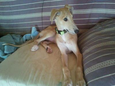 Aisa, pequeña galguita que busca hogar. (Zaragoza)