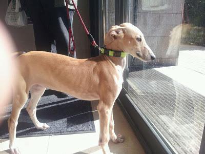 Aisa, pequeña galguita que busca hogar. (Zaragoza)