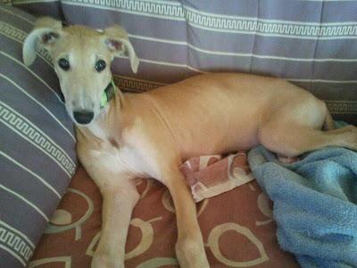 Aisa, pequeña galguita que busca hogar. (Zaragoza)