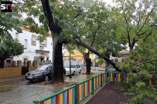 Ramas de Sevilla que buscan el suelo