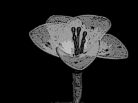 En la casa de la señora de las flores de los deseos