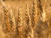 Señor, Envía Obreros Mies