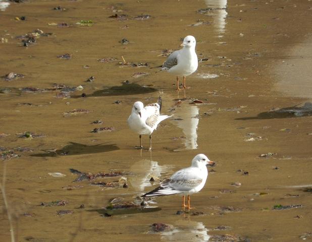 Garzas y gaviotas en Perán