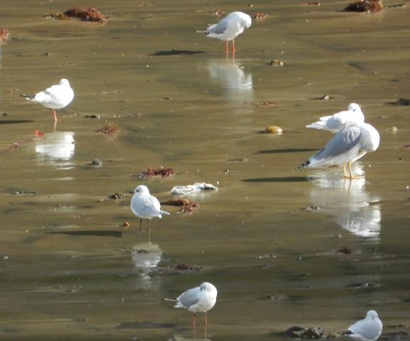 Garzas y gaviotas en Perán