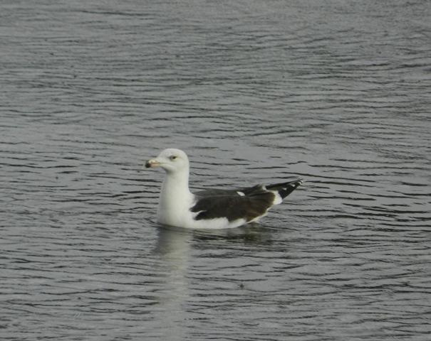 Garzas y gaviotas en Perán