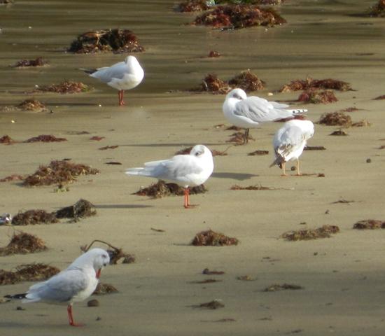 Garzas y gaviotas en Perán