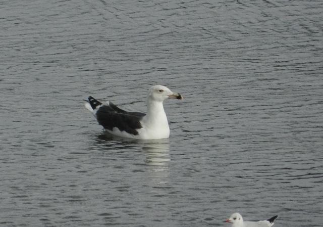 Garzas y gaviotas en Perán