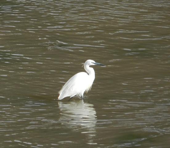 Garzas y gaviotas en Perán