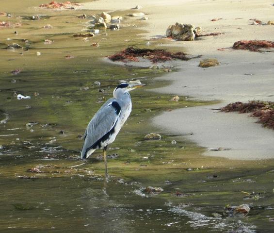 Garzas y gaviotas en Perán