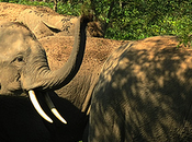 (536) elefantes borrachos destruyen pueblo india